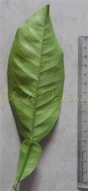  Leaf (Abaxial view)